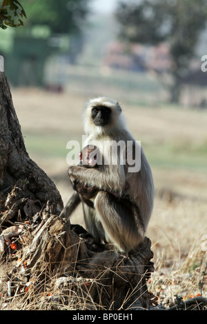 Indien, Madhya Pradesh, Satpura Nationalpark. Graue Languren mit jungen. Stockfoto