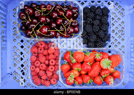 Körbchen von Früchten wie Erdbeeren, Himbeeren, Brombeeren und Kirschen in einer bluebox. Stockfoto