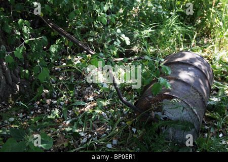 Alte Metall Gartenwalze sitzen im Unterholz eines alten Gartens aufgegeben Stockfoto