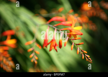 Crocosmia Stockfoto