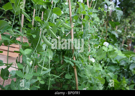 (Pisum sativum var. Saccharatum) Mange Tout / Schneeroben und Zuckerschnappen / Snap Erbsen (Pisum sativum var. Macrocarpon) wächst draußen in einem Garten Stockfoto