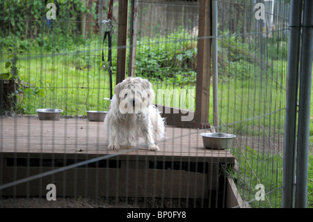 Hund im freien Hund ausführen Stockfoto