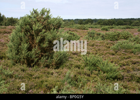 Ginster und Heidekraut auf freshfield Dune Heide, Sefton Coast, Merseyside, UK Stockfoto