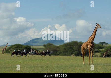 Kenia, Chyulu Hills, Ol Donyo Wuas. Eine Familie auf einem Reiten Safari Fahrt nahe Maasai Giraffe auf den Ebenen. Stockfoto