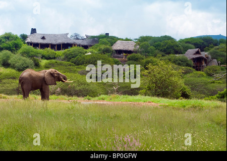 Kenia, Chyulu Hills, Ol Donyo Wuas. Großen männlichen Elefanten mit beeindruckenden Stoßzähnen vor Ol Donyo Wuas Lodge. Stockfoto