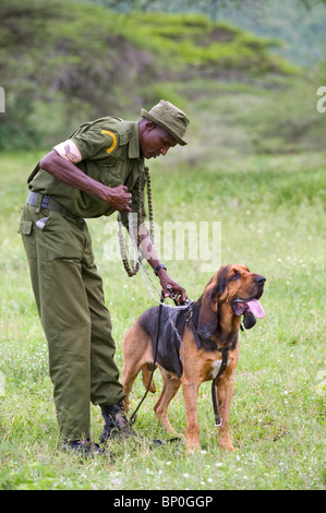 Kenia, Chyulu Hills, Ol Donyo Wuas. Anti-Wilderer-Team, Martin Ole Kirasi und seinem Bluthund, Bosco. Stockfoto