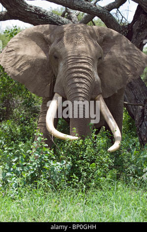 Kenia, Chyulu Hills, Ol Donyo Wuas. Ein Elefantenbulle mit gewaltigen Stoßzähnen blättert im Busch. Stockfoto