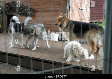 unserer vier Familien Hunde draußen in ihren Hund ausführen Stockfoto