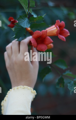 Eine Hand, die eine Posaune ranke Blume zu berühren. Stockfoto