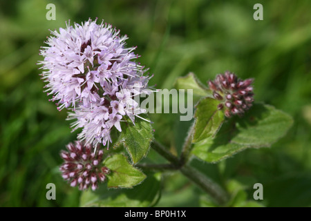 Wasser-Minze Mentha Aquatica Taken bei Freshfields Dune Heath, Sefton Küste, Merseyside, UK Stockfoto