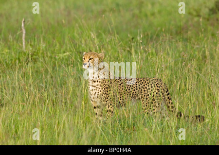 Kenia, Masai Mara. Ein weiblicher Gepard blickt auf die Savanne. Stockfoto