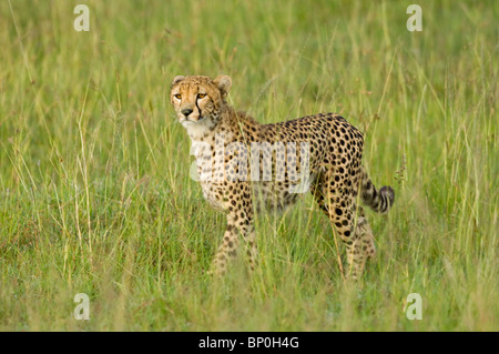 Kenia, Masai Mara. Ein weiblicher Gepard blickt auf die Savanne. Stockfoto