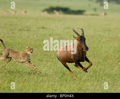 Kenia, Masai Mara. Ein weiblicher Gepard jagt ein Topi in der kurzen Grasebenen. Stockfoto