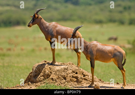 Kenia, Masai Mara. Topi setzt sich auf eine Termite Hügel über die Savanne für Raubtiere beobachten. Stockfoto