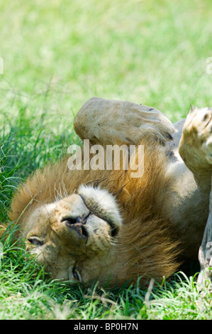 Kenia, Masai Mara. Ein männlicher Löwe ruht im Schatten am Mittag. Stockfoto