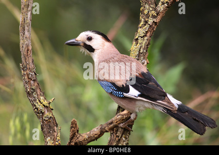 Eurasischen Eichelhäher (Garrulus glandarius) Stockfoto