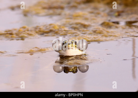 Seefrosch (außer Ridibundus) mit seinen Beutel erweitert Berufung Stockfoto