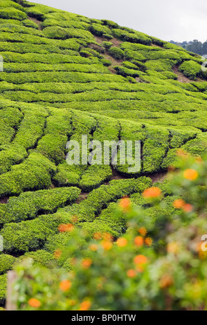 Süd-Ost-Asien, Malaysia, Perak State, Cameron Highlands, Teeplantage, BOH Sungai Palas Teeplantage Stockfoto