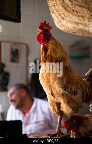 Metzger-Shop auf die Talaa Kbira in der alten Medina von Fes, Marokko Stockfoto