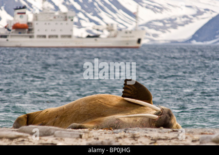 Walross auf Amsterdamoya (Amsterdam Insel) Svalbard-Archipel, Norwegen. Stockfoto