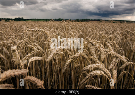 Weizen in einem Feld in der Nähe von Clare, Suffolk, England unter Gewitterhimmel. August 2010. Stockfoto