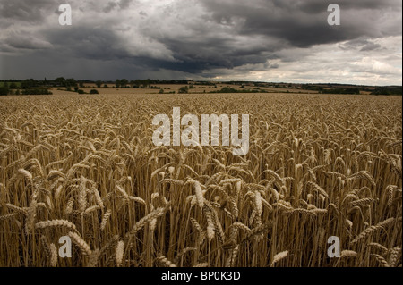 Weizen in einem Feld in der Nähe von Clare, Suffolk, England unter Gewitterhimmel. August 2010. Stockfoto