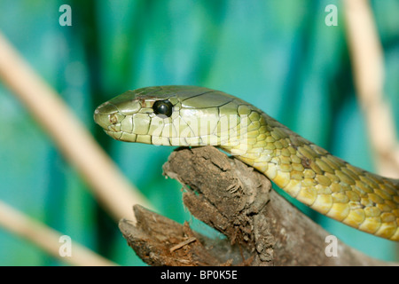 Östlichen grüne Mamba (Dendroaspis Angusticeps), Uganda Stockfoto