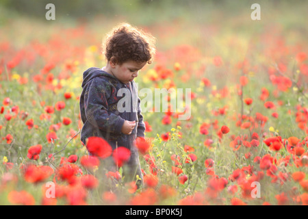 Ein zwei Jahre altes Kleinkind in einem Feld von Frühling Mohn Stockfoto