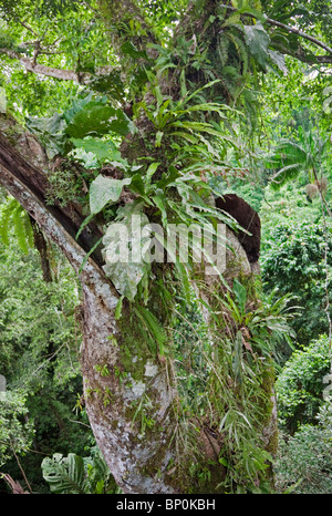 Peru. Farne und Epiphyten wachsen im Wald des Amazonasbeckens. Eine Ameisen-Nest sehen auf der rechten Seite des Baumes. Stockfoto