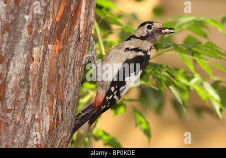 Syrische Specht (Dendrocopos Syriacus) Stockfoto