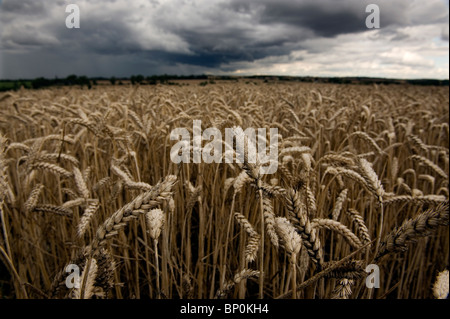 Weizen in einem Feld in der Nähe von Clare, Suffolk, England unter Gewitterhimmel. August 2010. Stockfoto