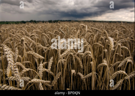Weizen in einem Feld in der Nähe von Clare, Suffolk, England unter Gewitterhimmel. August 2010. Stockfoto
