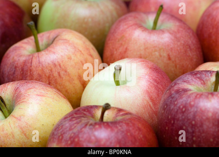 GALA ÄPFEL MALUS DOMESTICA Stockfoto