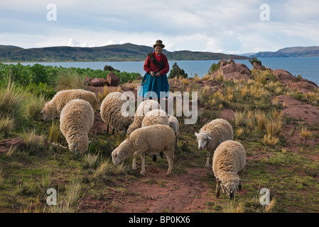 Peru, eine alte gebürtige Inderin Herden ihre Schafherde auf der kargen Weide nahe dem Ufer des Titicacasees. Stockfoto