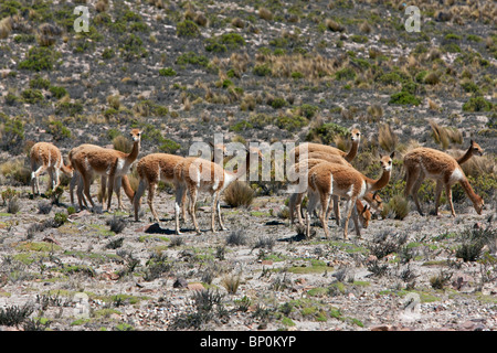 Peru, Vikunjas in den Anden zwischen Arequipa & den Colca Canyon. Vicuña-Wolle ist die beste Faser in der Lage, weltweit gesponnen. Stockfoto