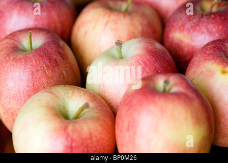 GALA ÄPFEL MALUS DOMESTICA Stockfoto