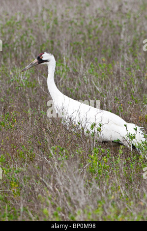 Whooping Kran im Aransas National Wildlife Refuge, Port Aransas, Texas. Stockfoto