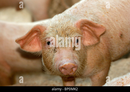 Ein Ferkel in einem Schweinestall Stockfoto