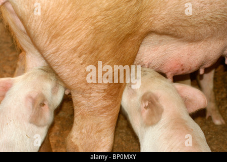 Ferkel unter Milch von ihrer Mutter Stockfoto