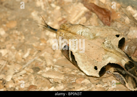 Gabun Viper (Bitis Gabonica), Uganda. Es ist die schwerste Viper und hat die längste Reißzähne und höchsten Venom Ausbeute Schlange Stockfoto