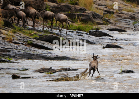 Nil-Krokodil (Crocodylus Niloticus) Jagd Gnus (Connochaetes Taurinus) während der jährlichen Migration, Mara-Fluss, Kenia Stockfoto