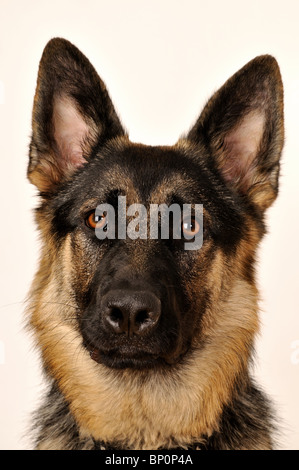 Deutscher Schäferhund Hundekopf geschossen Stockfoto