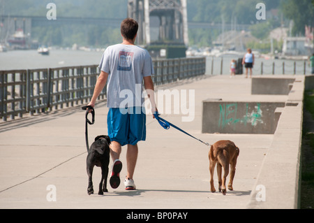 Junger Mann zu Fuß zwei Hunde. Stockfoto