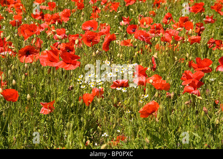 Ein Teppich aus Mohnblumen auf ein Naturschutzgebiet im englischen Worcestershire Stockfoto