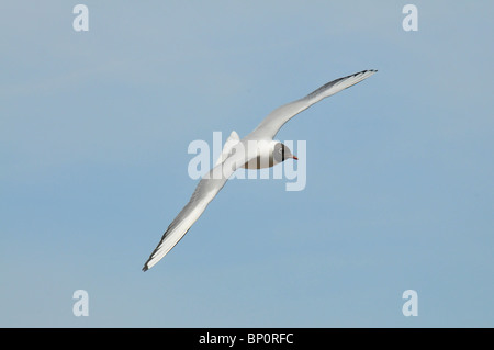 Schwarze Leitung Möwe im Flug, Norfolk, Großbritannien Stockfoto