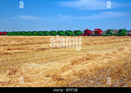 Korn Harvester vereint auf einem Weizenfeld in der Nähe von Winkler, Manitoba, Kanada zur Unterstützung von The Harvest für Kinder Charity. Stockfoto