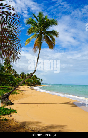 Tres Palmitas Strand Puerto Rico Stockfoto