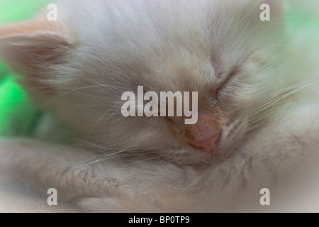 Schließen Sie herauf Bild des weißen Schlafendes Kätzchen ca. 6 Wochen alt. Stockfoto