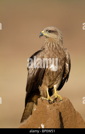 Ein Schwarzmilan (Milvus Migrans) thront auf einem Hügel Termite. Stockfoto