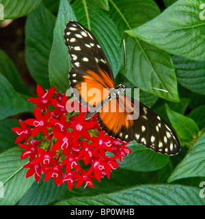 Heliconius Aigeus Unterfamilie: Heliconiinae Familie: Nymphalidae Herkunft: tropisches Amerika Stockfoto